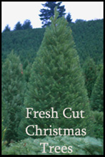 Fresh Cut Christmas Trees  